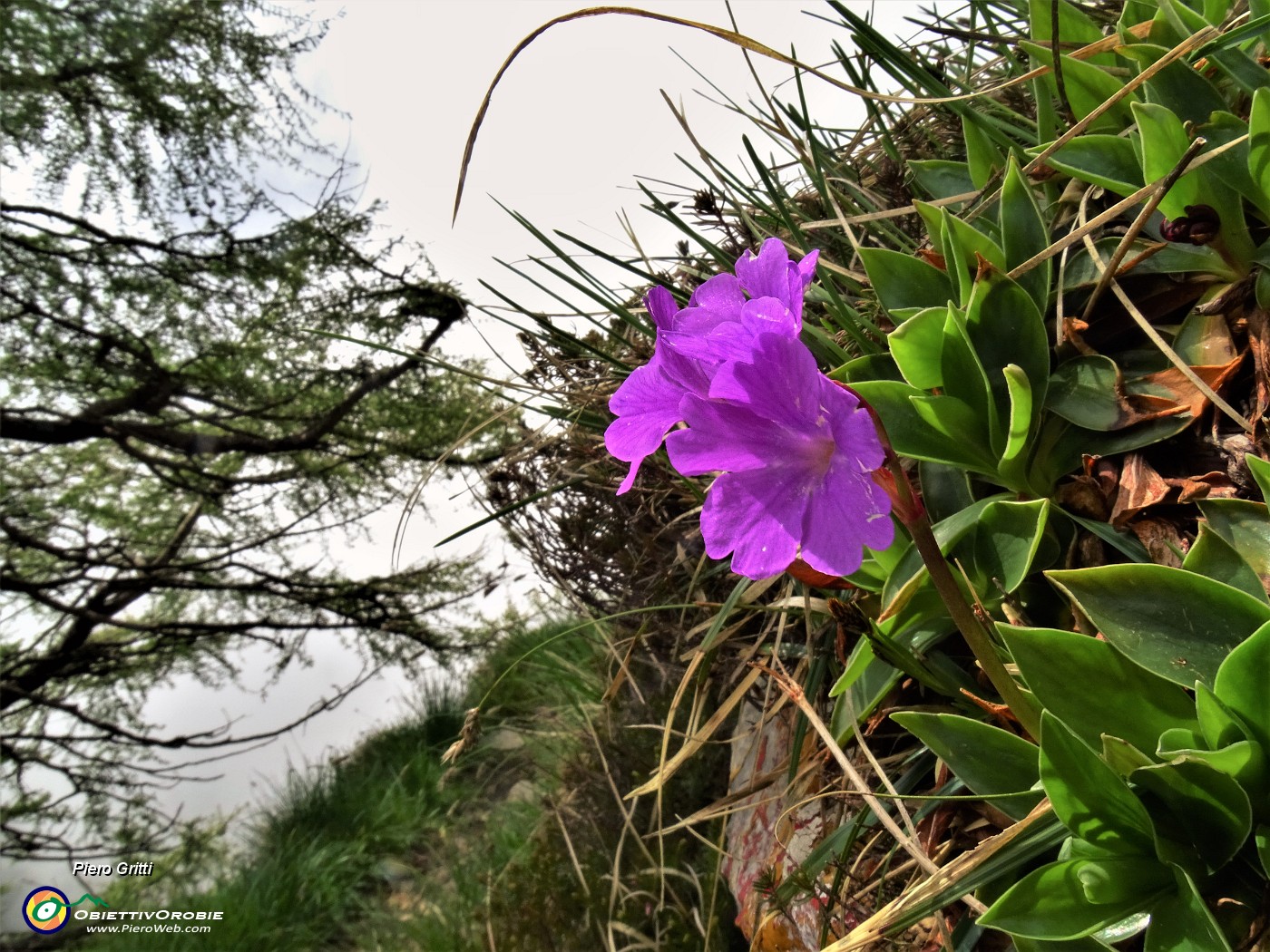 59 Primula glaucescens (Primula di Lombardia).JPG